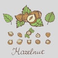 Set of detailed hand drawn hazelnuts isolated on white background.