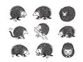 Set of detailed Hedgehogs in various poses, including foraging, curled up, and climbing. Hand-drawn vector illustration Royalty Free Stock Photo