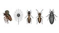 Collection of Insect Illustrations Royalty Free Stock Photo