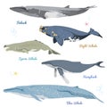 Set of 5 detailed whales from the world realistic icons vector illustration include finback, right whale, sperm whale Royalty Free Stock Photo