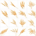 Set of 16 detailed Wheat ears. EPS 10