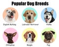 Set of different adorable dogs on background. Most popular breeds Royalty Free Stock Photo