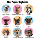 Set of different adorable dogs on background. Most popular breeds Royalty Free Stock Photo