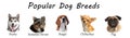 Set of different adorable dogs on background. Most popular breeds. Banner design Royalty Free Stock Photo