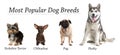 Set of different adorable dogs on background. Most popular breeds. Banner design Royalty Free Stock Photo