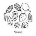 Set of different almonds. Hand drawn outline vector sketch illustration