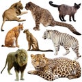 Set of different animals of Felidae family