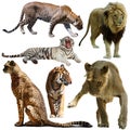 Set of different animals of Felidae family