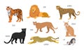 Set of different animals of the feline family. Lion, panther, guepard, leopard, puma, tiger, lynx, bobcat, cat. Vector