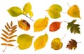 Set of different autumn leaves isolated
