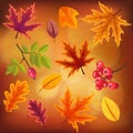 Set of different autumn leaves in warm colors. Royalty Free Stock Photo