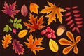 Set of different autumn leaves in warm colors. Royalty Free Stock Photo