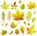 Set of different autumn leaves in warm colors Royalty Free Stock Photo