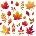 Set of different autumn leaves in warm colors Royalty Free Stock Photo