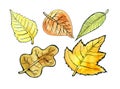 A set of different autumn leaves. Watercolor and black outline. Isolated on white background. Royalty Free Stock Photo