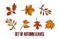 Autumn Leaves Set isolated on the white background