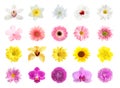 Set of different beautiful flowers on background