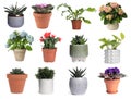 Set with different beautiful plants on white background