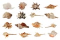 Set of different beautiful sea shells on white background Royalty Free Stock Photo