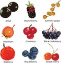 Set of different berries