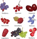 Set of different berries