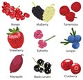 Set of different berries Royalty Free Stock Photo