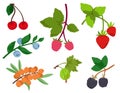 Set of different berry twigs.