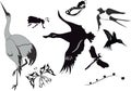 Set of different birds Royalty Free Stock Photo