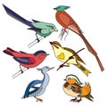 Set of different birds. Colorful illustration.