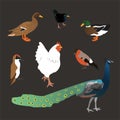 Set of different birds, duck, rooster, peacock, woodpecker. Isolated on dark background. Flat style vector Royalty Free Stock Photo