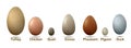 Set of different birds eggs with insctiption, turkey, duck, goose, chicken, pigeon, quail, pheasant eggs, Royalty Free Stock Photo