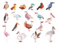 Set of different birds, side view. Sparrow, bullfinch, toucan, pelican, flamingo, woodpecker vector illustration