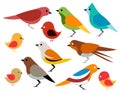 Set of different birds