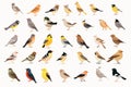 A set of different birds on a white background Royalty Free Stock Photo