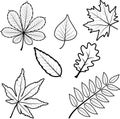 Set of different black-white autumn maple grape oak rowan birch tree chestnut leaves. Includes outline contour leaves. Royalty Free Stock Photo