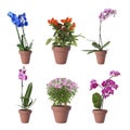 Set of different blooming plants in flower pots on background Royalty Free Stock Photo