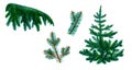 A set of different branches of needles and fir trees isolated on a white background. Realistic drawing. Royalty Free Stock Photo