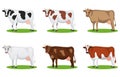 Set of different breeds cows, isolated. Collection cartoon cow