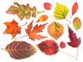 Set of different bright autumn leaves isolated on white