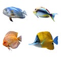 Set of different bright tropical fishes on background