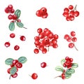 Set of different bunch of red berries. Fresh juicy cranberries, currants, cowberries, rowan berry, holly berries. Watercolor Royalty Free Stock Photo