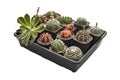 Set of different Cactus and Succulent plants in pot, Collection of various cactus and succulent plants in tray