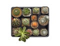 Set of different Cactus and Succulent plants in pot, Collection of various cactus and succulent plants in tray