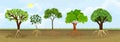 Set of different cartoon deciduous trees with green crown and root system. Royalty Free Stock Photo