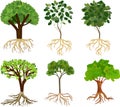 Set of different cartoon deciduous trees with green crown and root system Royalty Free Stock Photo