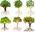 Set of different cartoon fruit trees with ripe fruits and root system