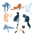 set of different cats. Breeding of pets, adoption, sale, grooming