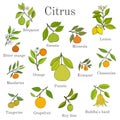 Set of different citrus branches with fruits and leaves Royalty Free Stock Photo