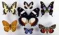 Set different color butterflies. Lepidoptera. Insects.