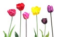 Set of different color tulips with green leaves isolated on white